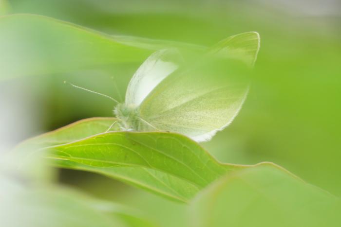 『Ｂutterfly of Spring color』第33回フォトコンテスト入賞 撮影：安井管工業㈱　水野　博子氏